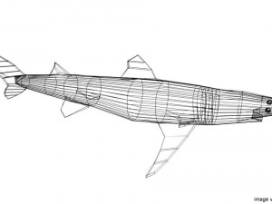 piked shark 3D Model