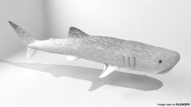 whaleshark 3D Model .c4d .max .obj .3ds .fbx .stl .blend 