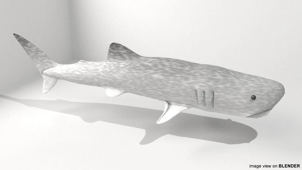 whaleshark 3D Model .c4d .max .obj .3ds .fbx .stl .blend 