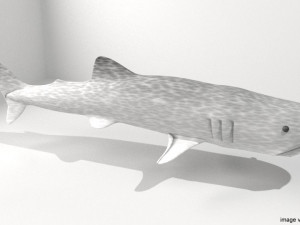 whaleshark 3D Model