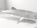 Whaleshark 3D-Modell