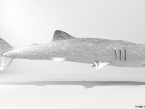 whaleshark 3D Model