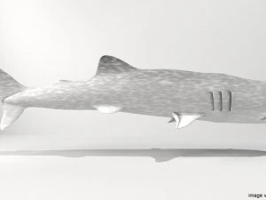whaleshark 3D Model