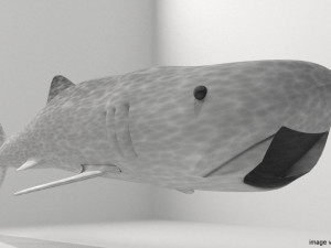 whaleshark 3D Model