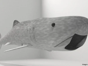 whaleshark 3D Model
