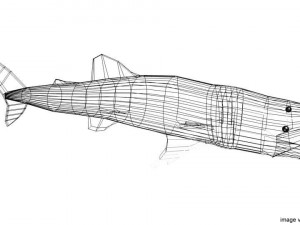 whaleshark 3D Model
