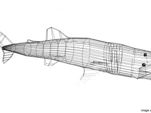 whaleshark 3D Model