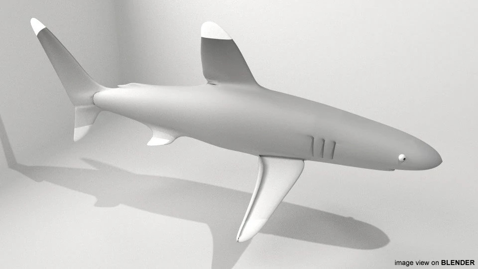whitetip shark 3D Model .c4d .max .obj .3ds .fbx .stl .blend 