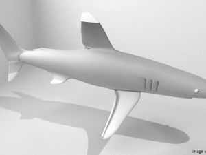 whitetip shark 3D Model