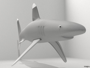 whitetip shark Modelo 3D