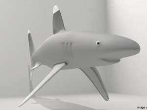 whitetip shark 3D Model