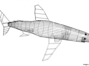 whitetip shark 3D Model