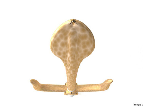 Short-handled Trident - Type 3 Modelo 3D