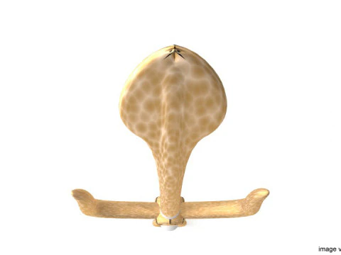 Short-handled Trident - Type 3 3D Model