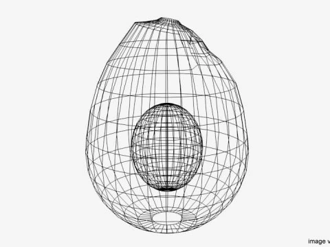 Fruit - Avocado 3D Model