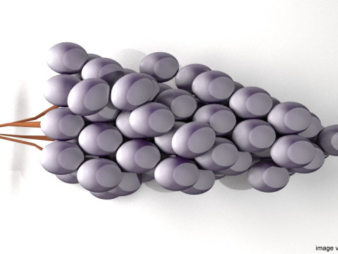 Fruit - Grape 3Dモデル