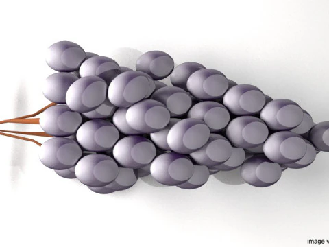 Fruta - Uva Modelo 3D