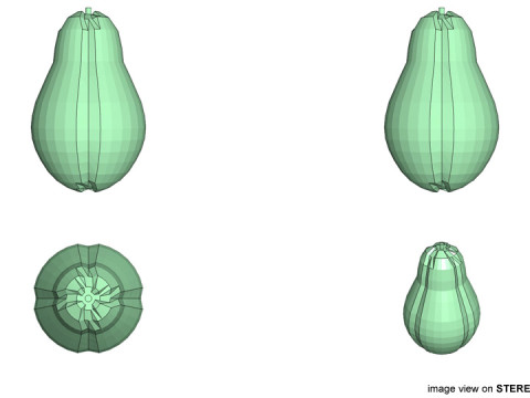 Fruit - Papaya Modèle 3D