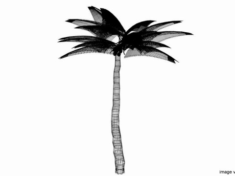 Palm Tree - Coconut 3Dモデル