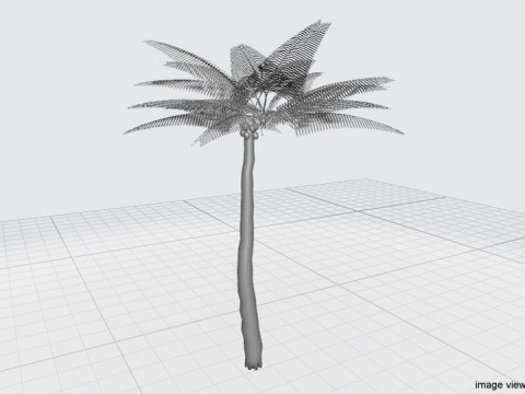 Palm Tree - Coconut 3Dモデル