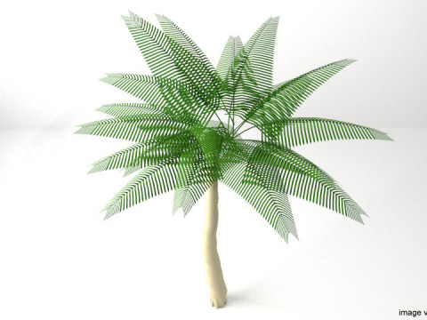 Palm Tree - Coconut 3Dモデル