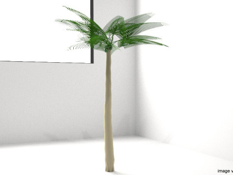 Palm Tree - Coconut 3Dモデル