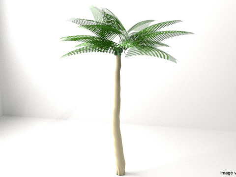 Palm Tree - Coconut 3Dモデル