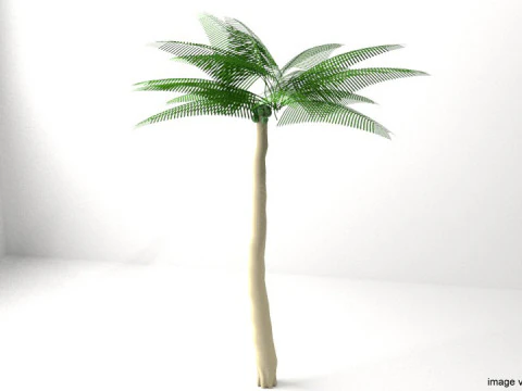 Palmboom - Kokosnoot 3D Model