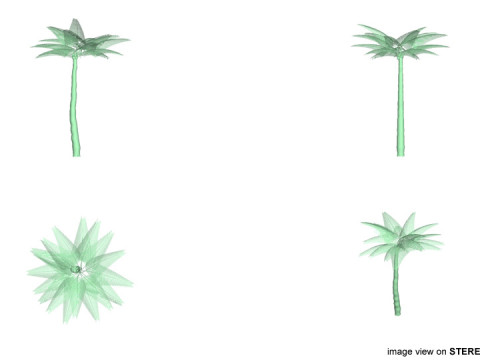 Palm Tree - Coconut 3Dモデル
