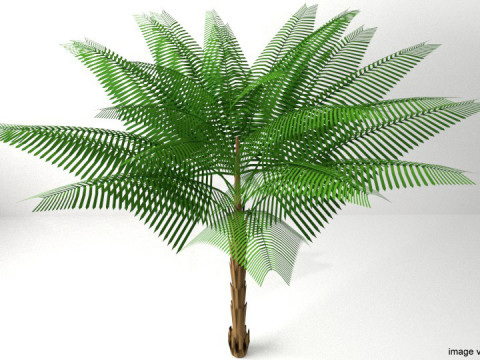 Palm Tree - Date Modello 3D