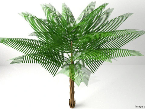 Palm Tree - Date 3D Model