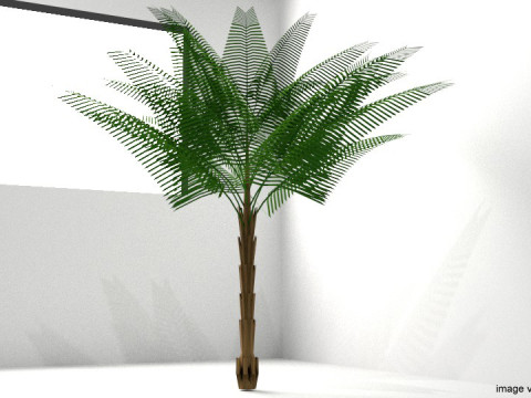 Palm Tree - Date Modello 3D