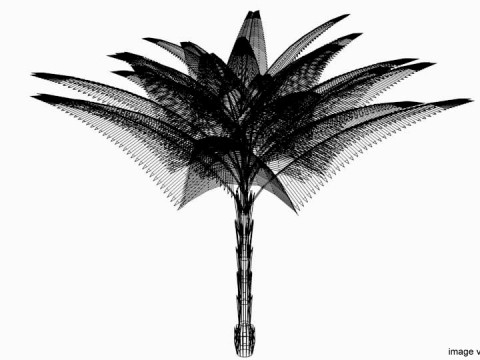 Palm Tree - Date Modello 3D