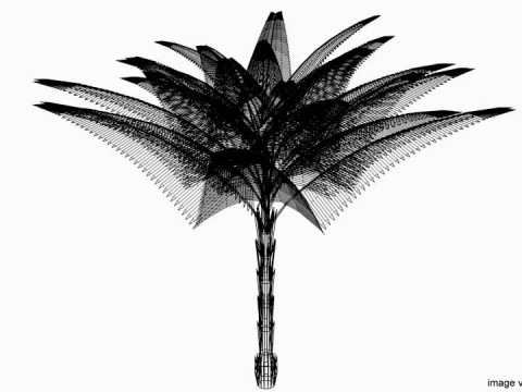 Palm Tree - Date 3D Model