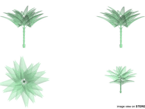 Palm Tree - Date Modello 3D