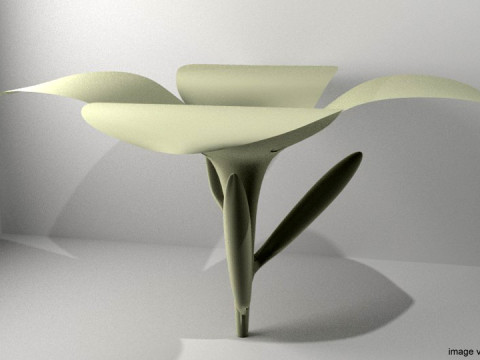 Flower - Frangipani Model 3D