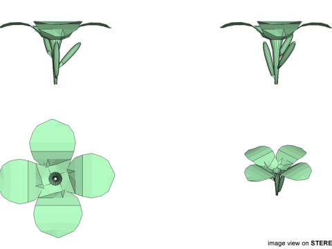 Flower - Frangipani 3D मॉडल