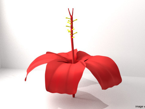 Flower - Hibiscus 3D Модель