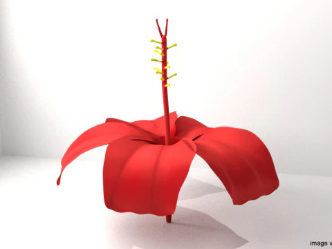 Bunganya adalah kembang sepatu Model 3D