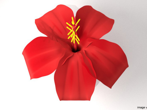 Flower - Hibiscus Modelo 3D