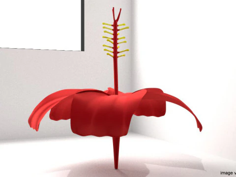 Flower - Hibiscus 3D Model