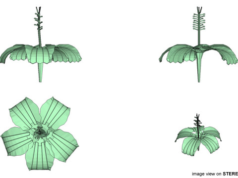 Flower - Hibiscus Modelo 3D