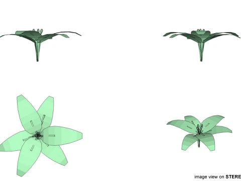 Bloem - Lelie 3D Model