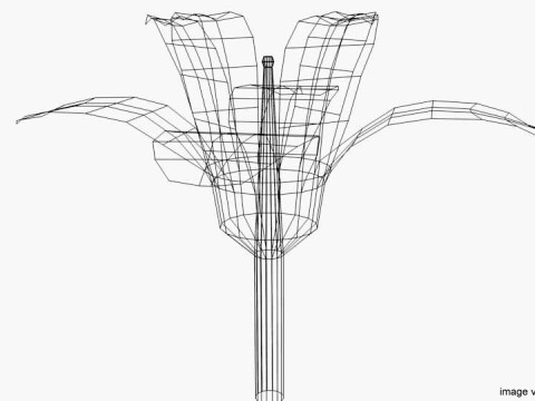 Flower - Orchid Model 3D