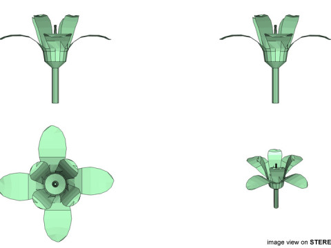 Flower - Orchid Model 3D