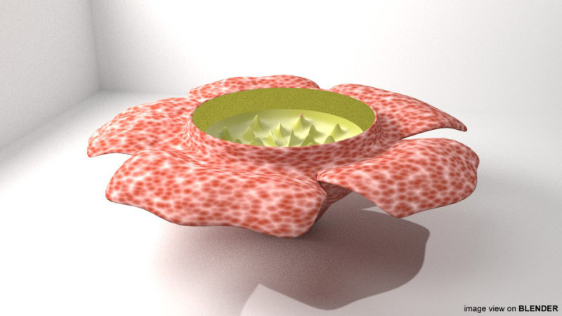 Flower - Rafflesia 3D 模型 .c4d .max .obj .3ds .fbx .stl .blend 