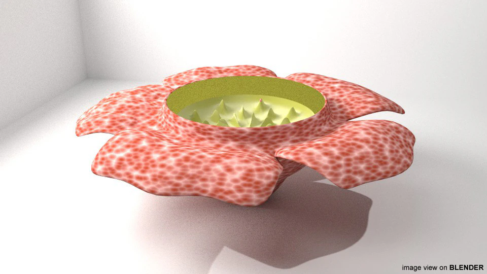 Flower - Rafflesia 3D Model .c4d .max .obj .3ds .fbx .stl .blend 