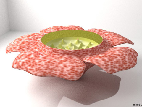 Flower - Rafflesia 3Dモデル