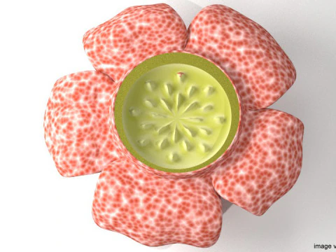 Flower - Rafflesia 3D Model