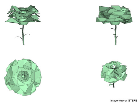 Flower - Rose 3D Model